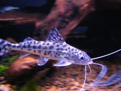 Pictus Catfish photo 2