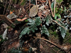 Trichomanes javanicum