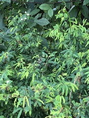Trichonephila clavipes