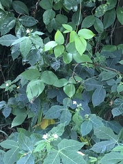 Trichonephila clavipes