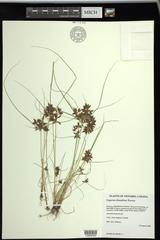 Cyperus diandrus