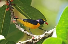 Euphonia finschi