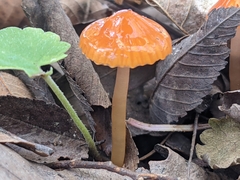 Gliophorus perplexus