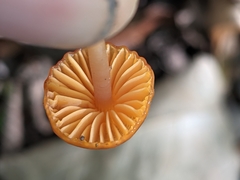 Gliophorus perplexus