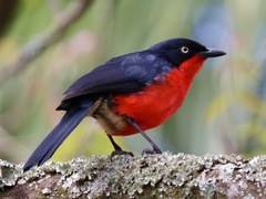 Laniarius erythrogaster
