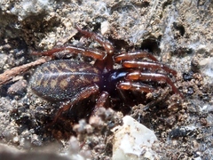 Selamia reticulata