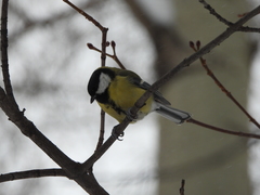 Parus major