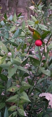 Ruscus aculeatus