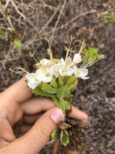 Cantua quercifolia