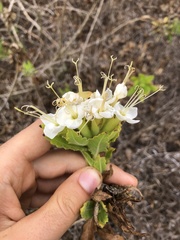 Cantua quercifolia