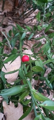 Ruscus aculeatus