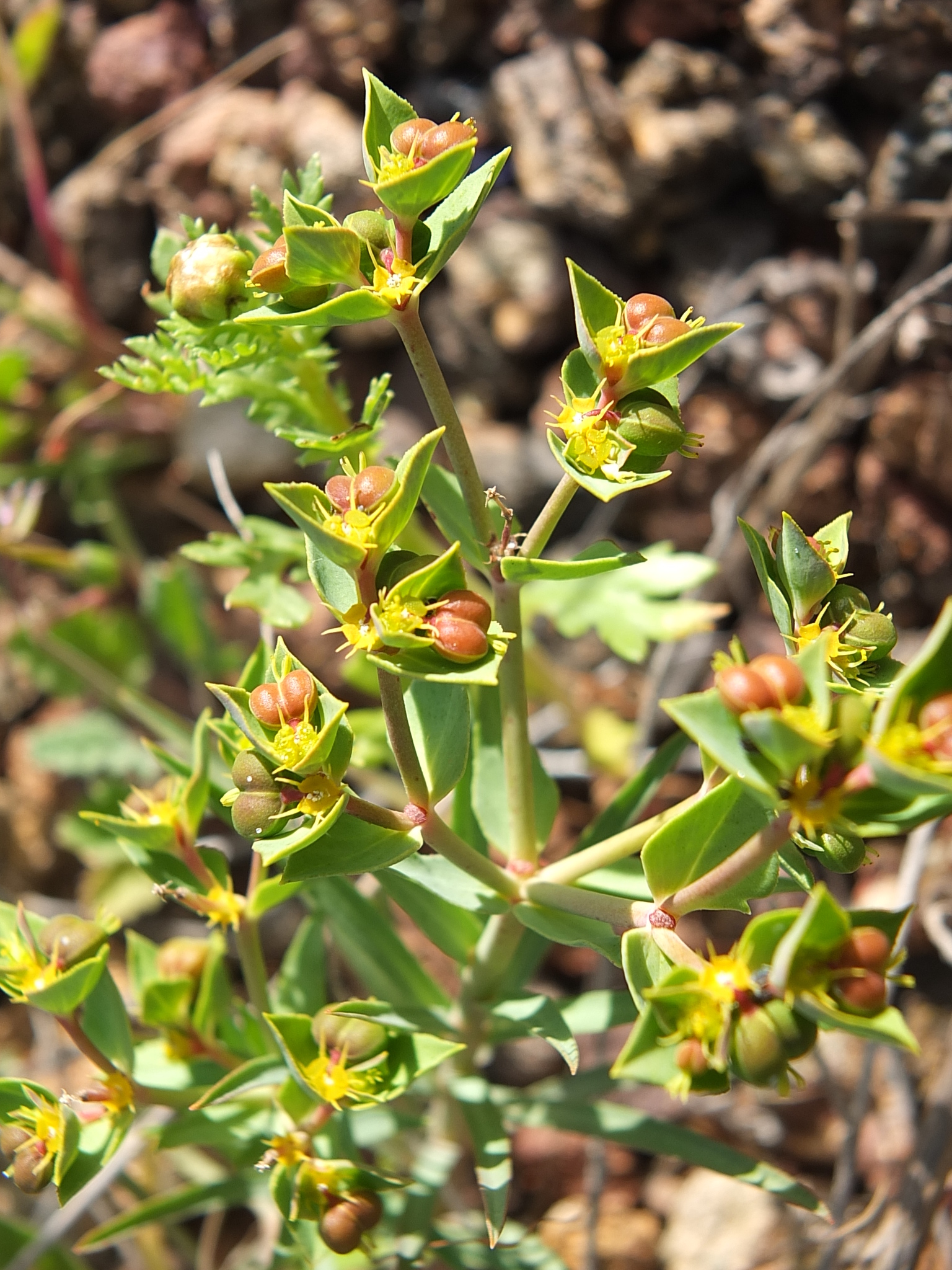 Euphorbia terracina