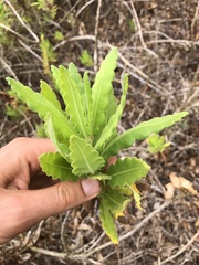 Cantua quercifolia, photograph Skjold Søndergaard, CC BY, iNaturalist via GBIF