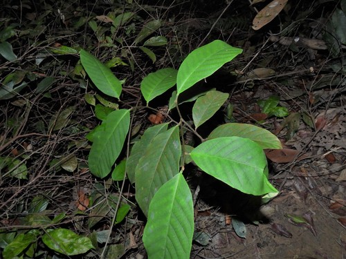 Image of Prunus polystachya by (c) Samuel Lee, some rights reserved (CC BY)