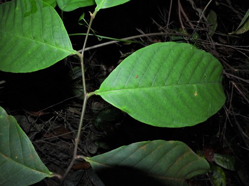 Image of Prunus polystachya by (c) Samuel Lee, some rights reserved (CC BY)