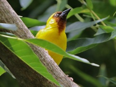 Ploceus castanops