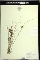 Cyperus diandrus