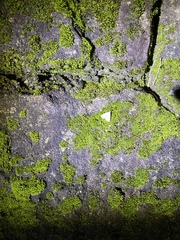 Nyctemera adversata