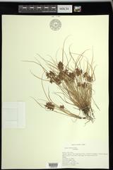 Cyperus diandrus