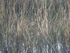Acrocephalus orientalis