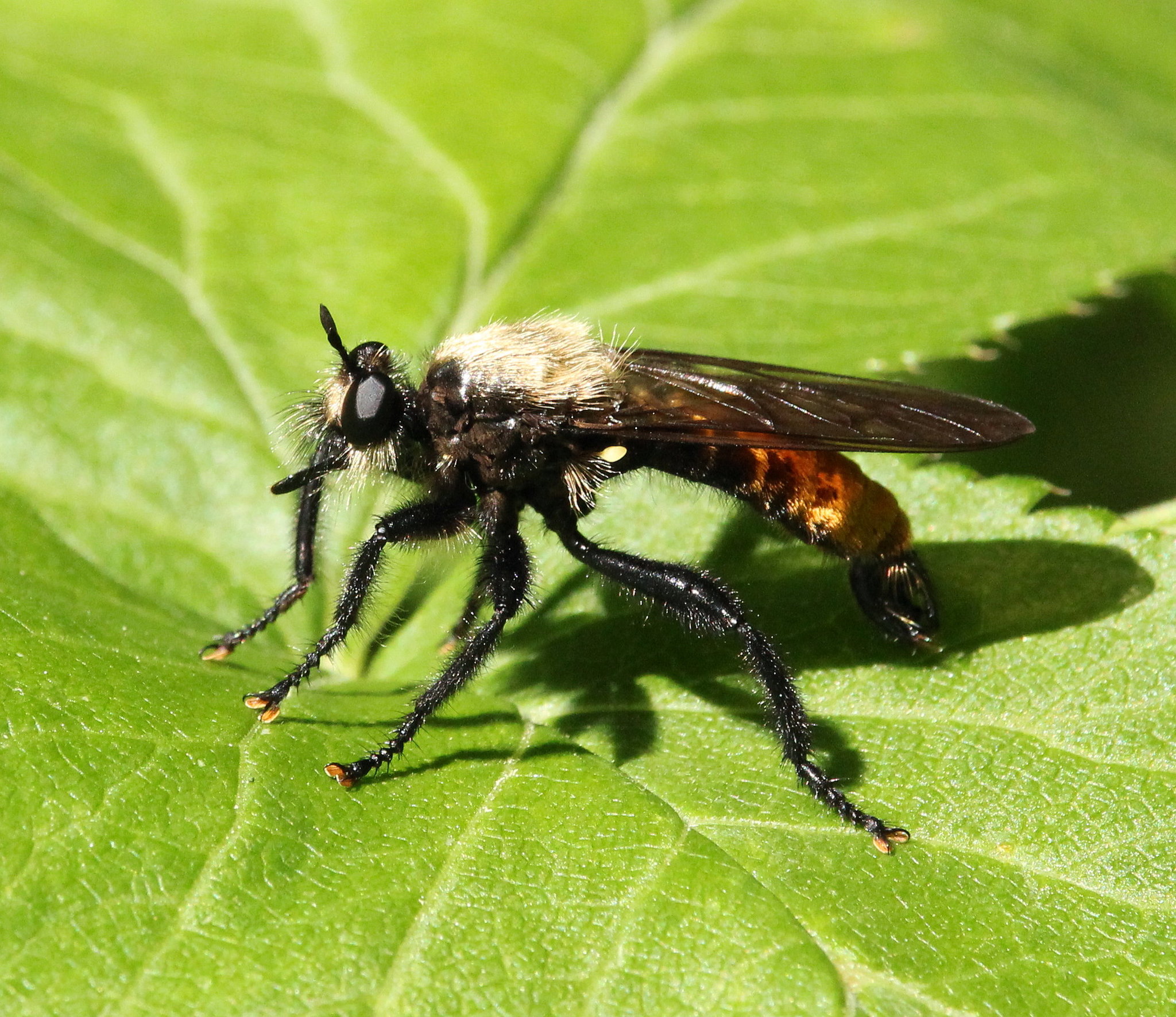 Diptera Examples