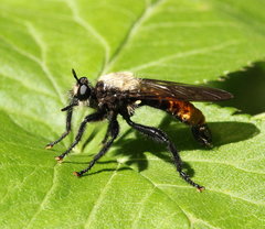 Laphria altitudinum