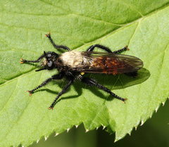 Laphria altitudinum