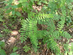 Astragalus canadensis
