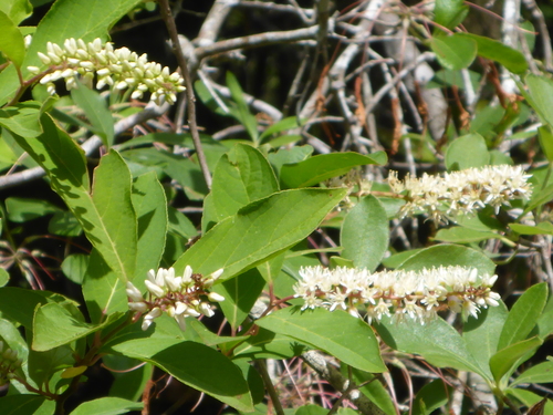 Itea virginica