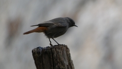 Phoenicurus ochruros