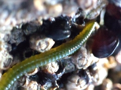 Eulalia clavigera