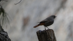 Phoenicurus ochruros