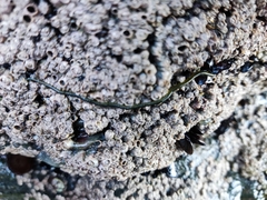 Eulalia clavigera