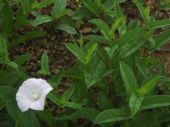 Calystegia pubescens