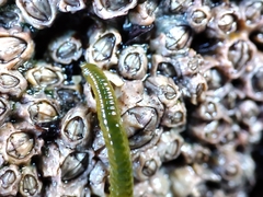 Eulalia clavigera