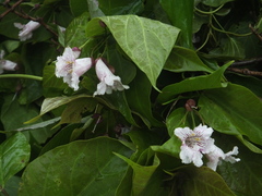 Catalpa bungei
