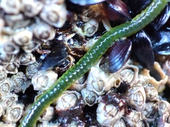 Eulalia clavigera