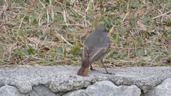 Phoenicurus ochruros