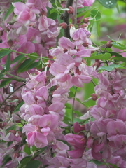 Robinia × ambigua