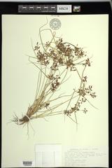 Cyperus diandrus