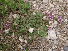 Thymus odoratissimus