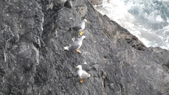 Larus michahellis