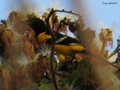 Icterus maculialatus