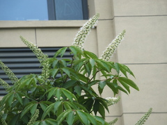 Aesculus chinensis