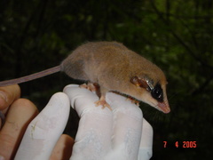 Brazilian Gracile Opossum photo 3
