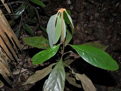 Actinodaphne