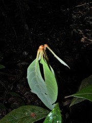 Actinodaphne