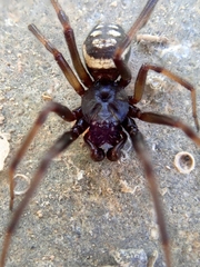 Steatoda incomposita