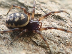 Steatoda incomposita