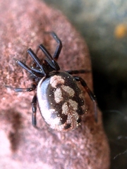 Steatoda incomposita